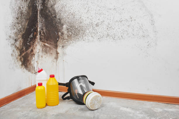 Best Fast Mold Removal  in Navy, VA