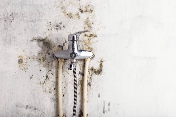 Best Mold Testing  in Navy, VA