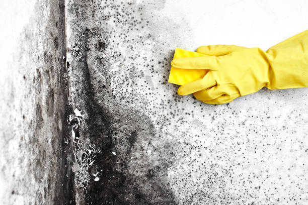 Best Commercial Mold Removal  in Navy, VA