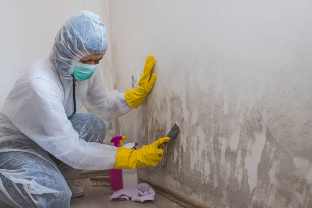 Best Affordable Mold Removal  in Navy, VA
