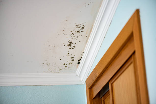 Best Office Mold Removal Services  in Navy, VA