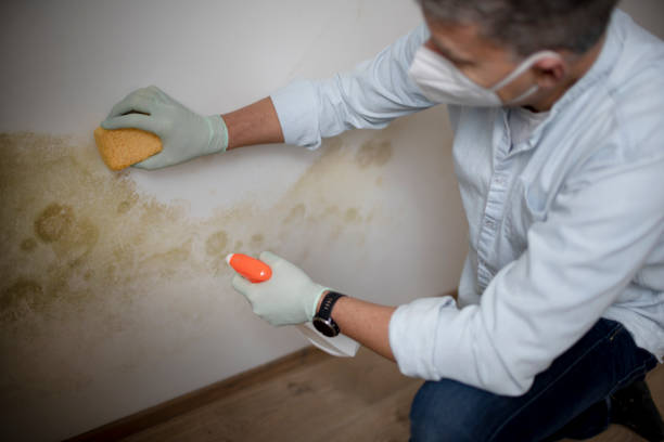 Attic Mold Removal in Navy, VA