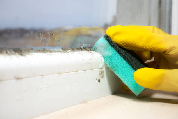 Best Mold Removal Near Me  in Navy, VA
