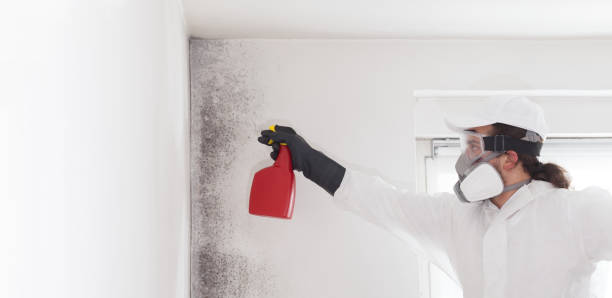 Best Best Mold Removal Companies  in Navy, VA