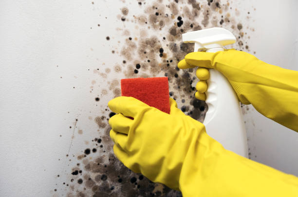 Best Mold Testing  in Navy, VA