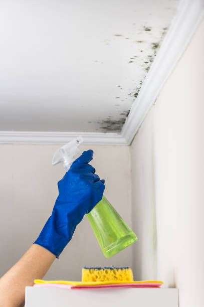 Best Mold Removal Specialists  in Navy, VA