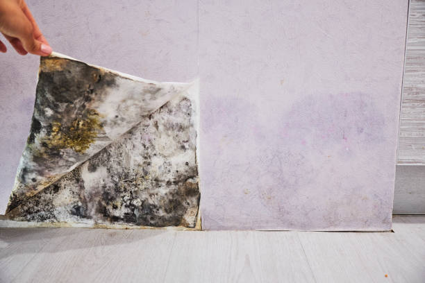 Best Emergency Mold Removal  in Navy, VA